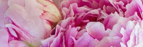 Camparia's profile banner image