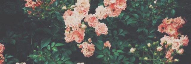 jek_psch's profile banner image