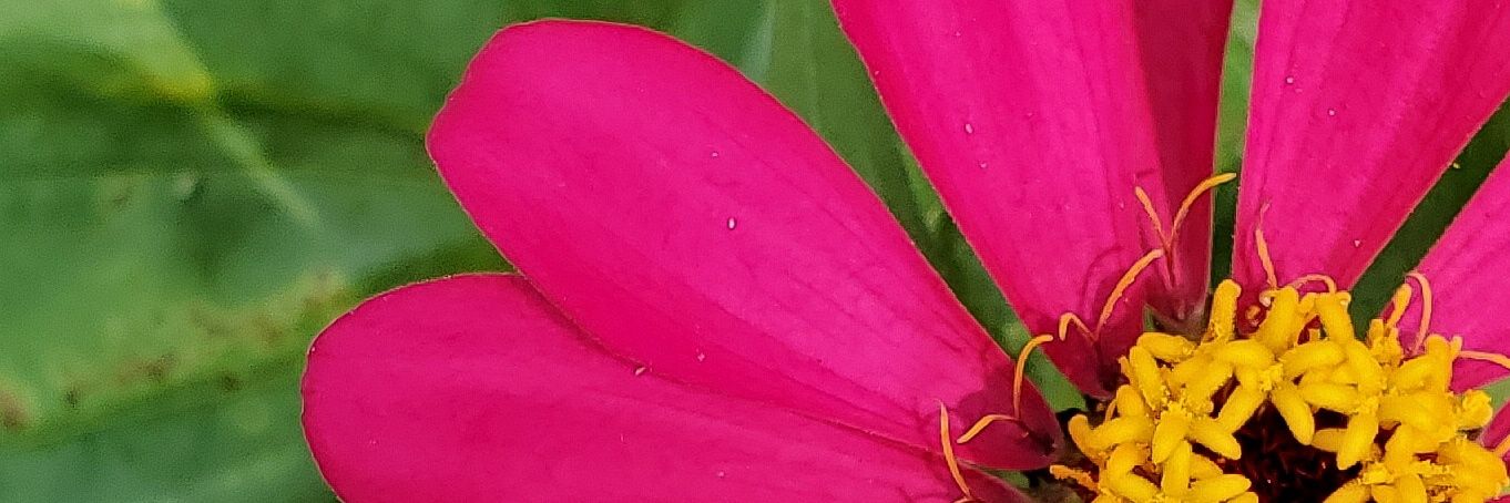 Jeanne Kramer-Smyth banner