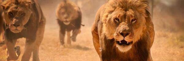 Muhammed Sıddık Altan🇹🇷 banner