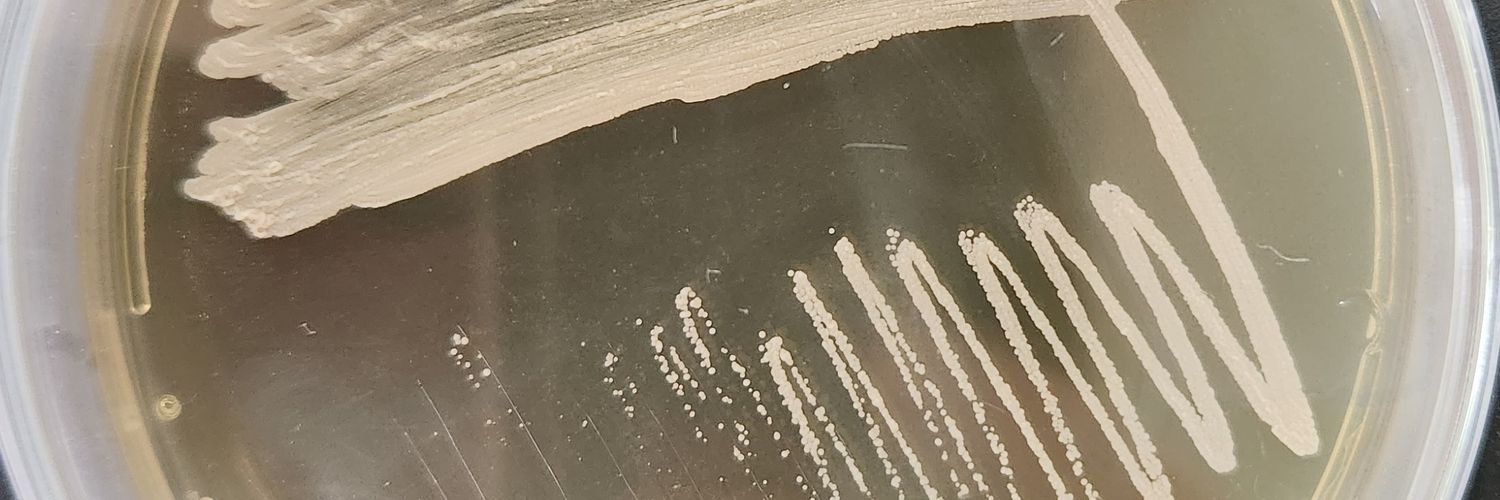 ekoroleva98's profile banner image