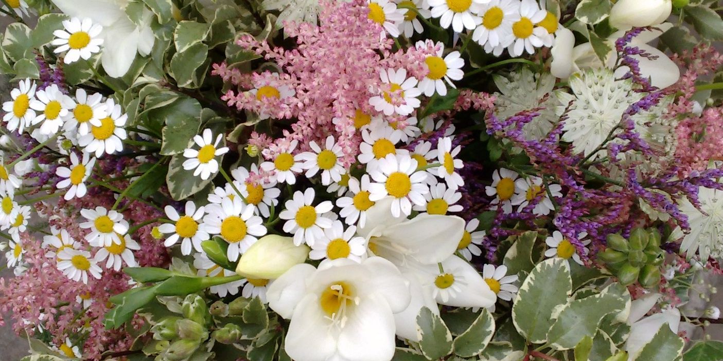 dragonflyblooms's profile banner image