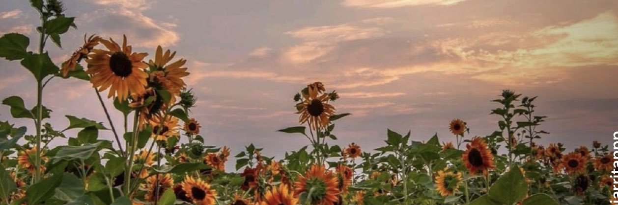 Teefiherrera3's profile banner image