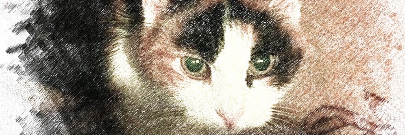 MegT44's profile banner image