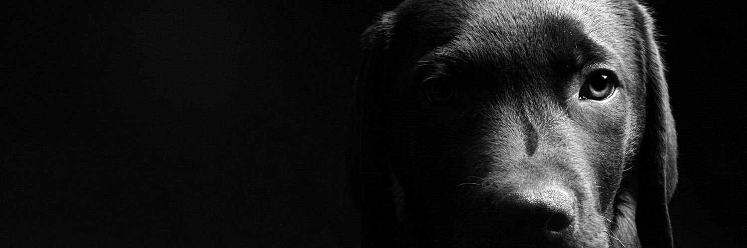AlaskaDogWorks's profile banner image