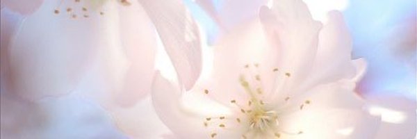 MlAOWED Profile Banner