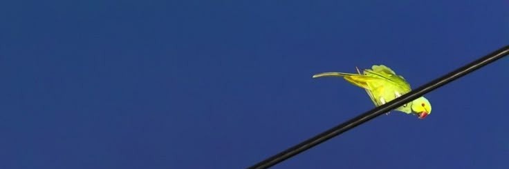 matheus josé's banner