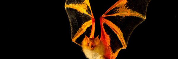 VyxusSynths Profile Banner