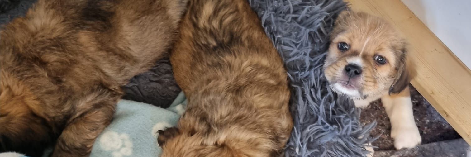 Uli und Lucky 4.6 67 banner