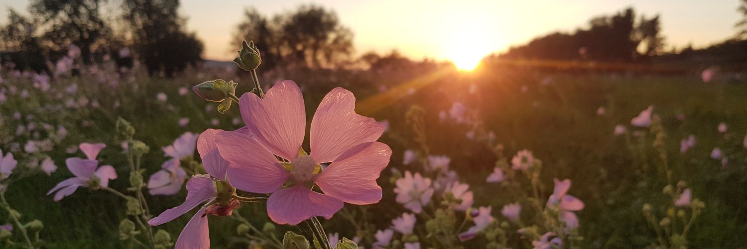 Anna Wunderlich banner