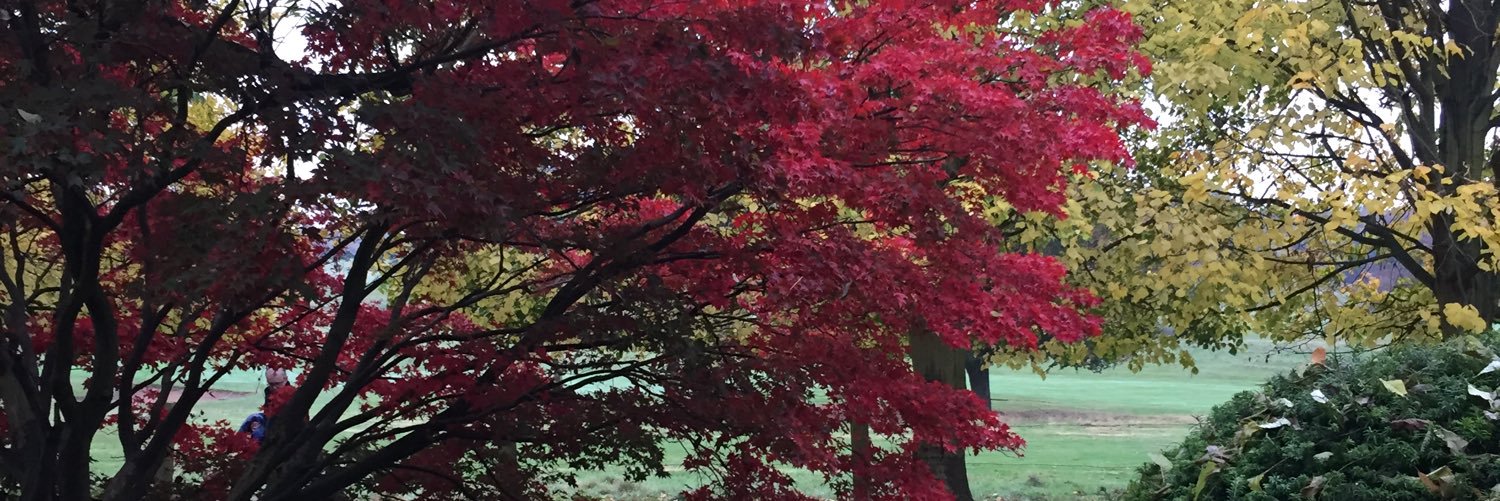 alicecmaiden's profile banner image