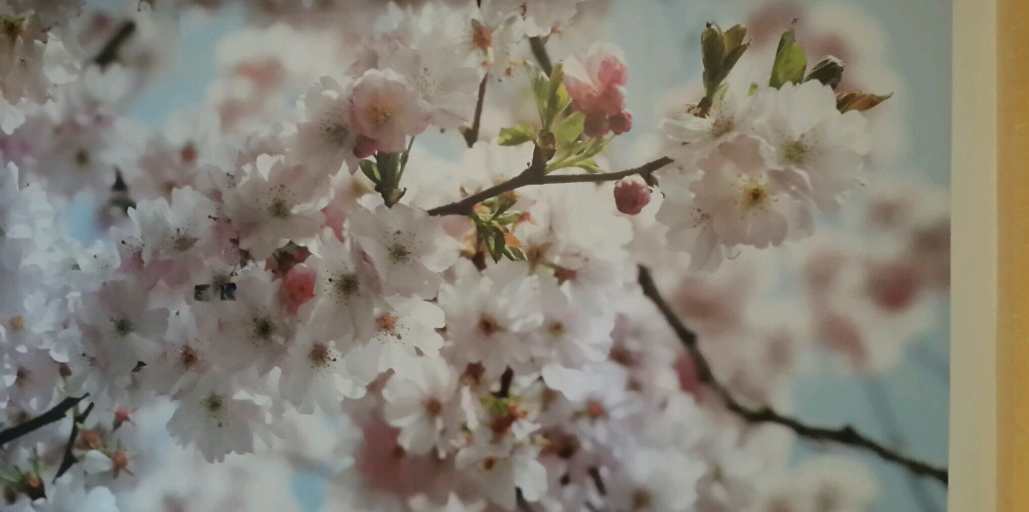 abu_mohaamd0's profile banner image