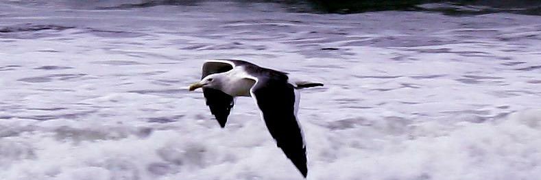 NiteOwl 🚫✂️ banner