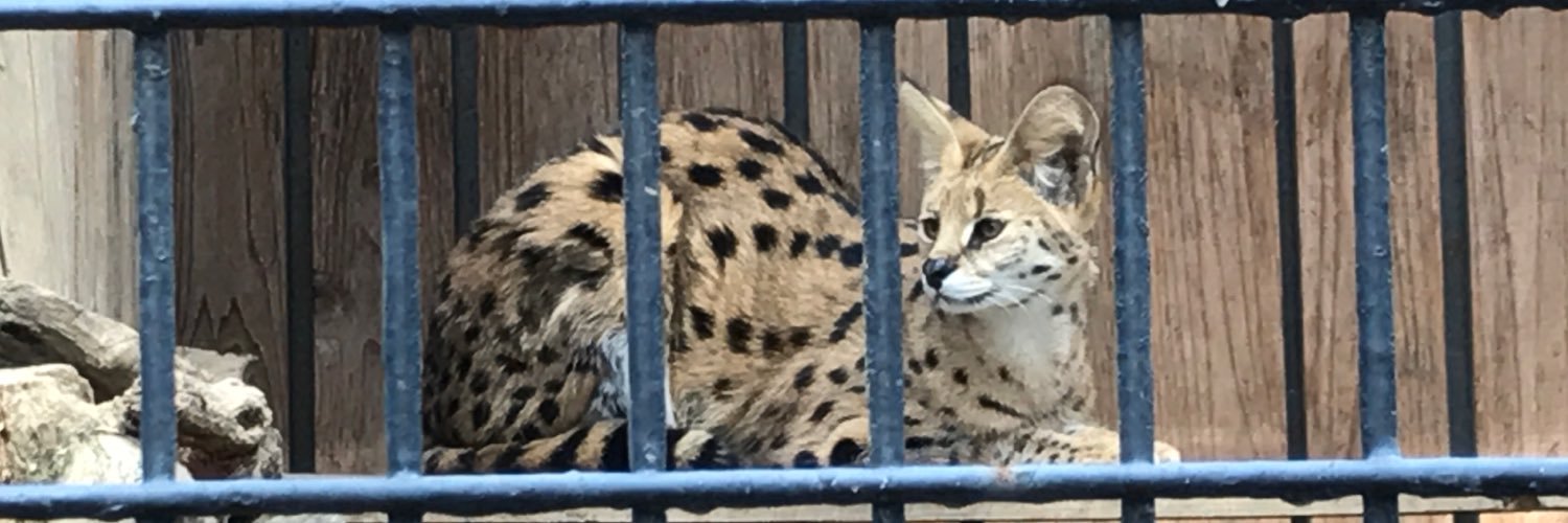wolih's profile banner image