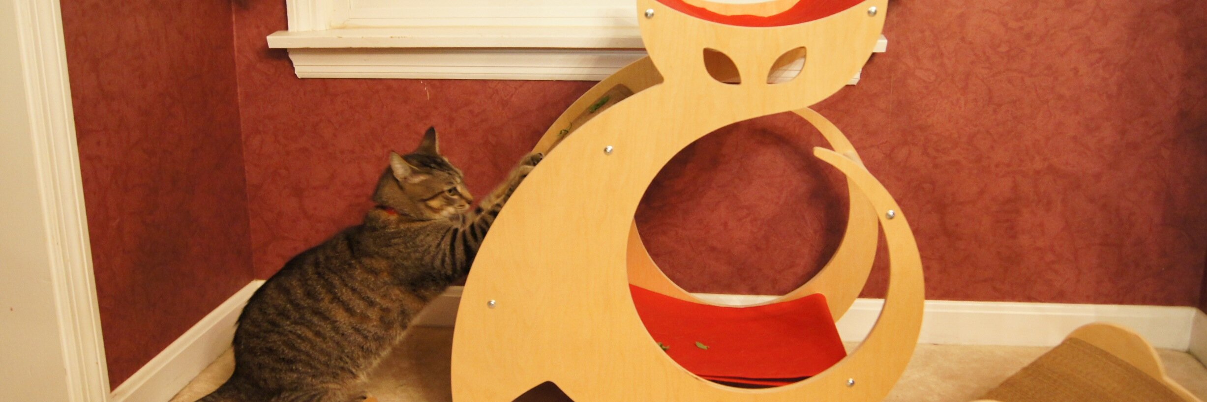 CattinoCat's profile banner image