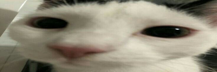 riveracrosstree's profile banner image