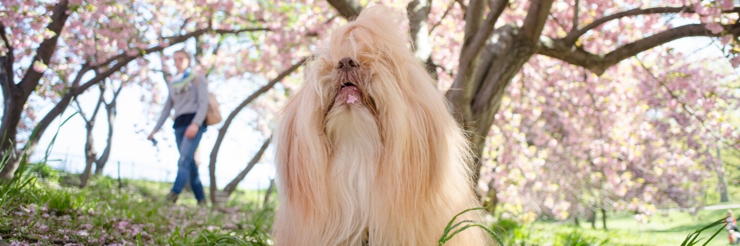 charleylhasa's profile banner image