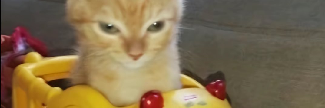 Bigbistoi's profile banner image