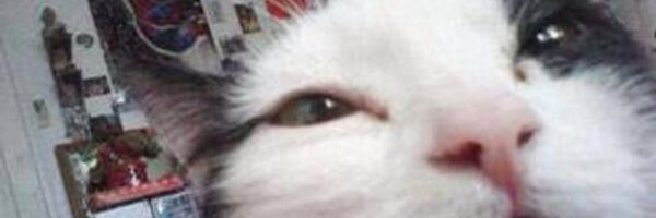 _JoshAdams Profile Banner