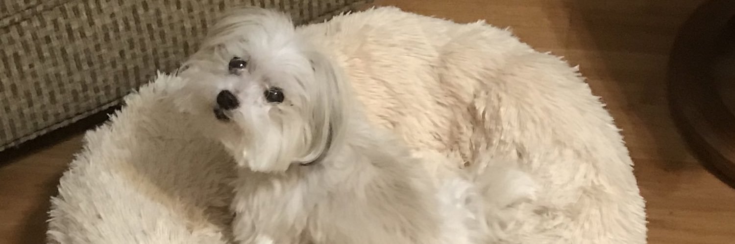 lucylee's profile banner image