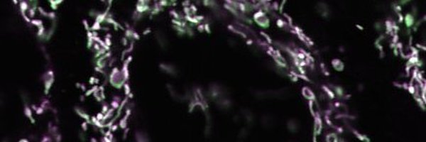 ArisDaria Profile Banner