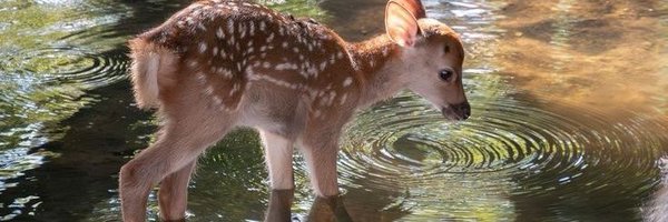 ipostdeer Profile Banner