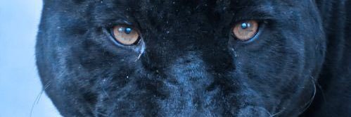 D banner