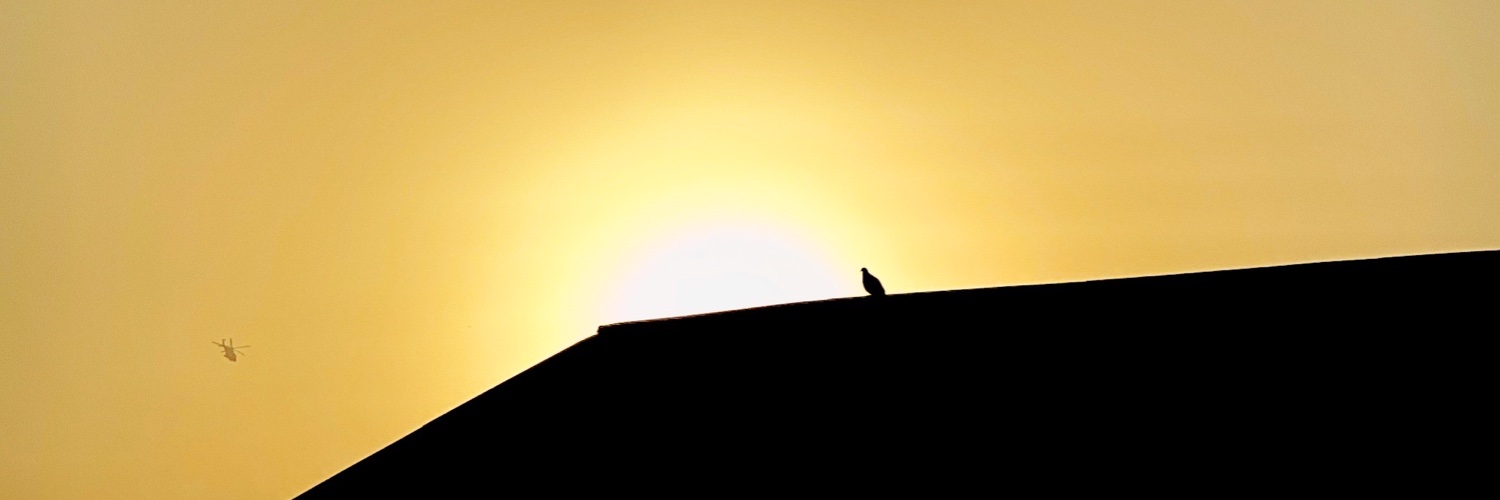 arraysoflight's profile banner image