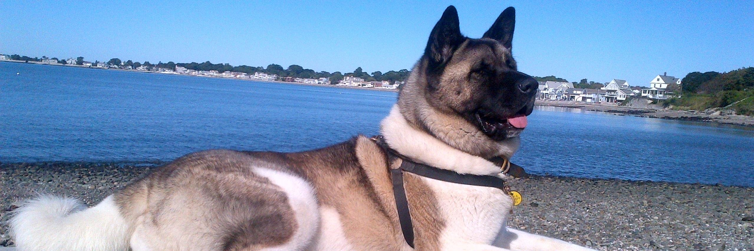 Spartacus Chooch banner