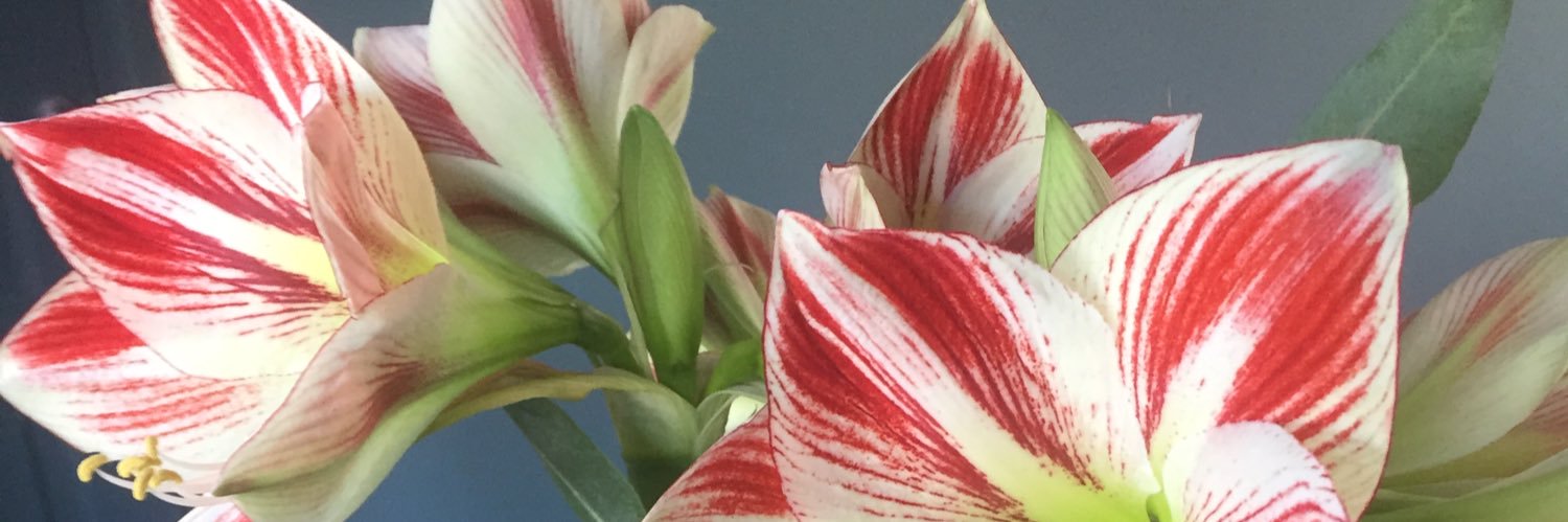 Lotte Bos-Nelissen banner