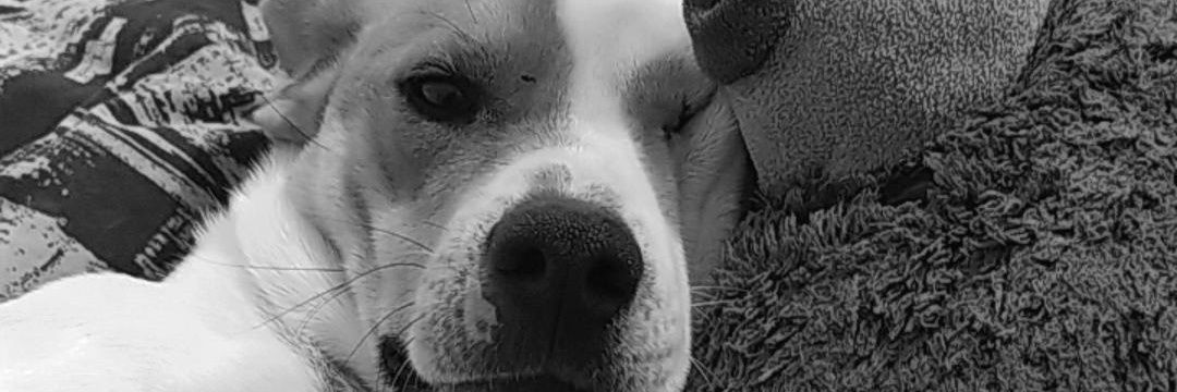 Lubustos2's profile banner image