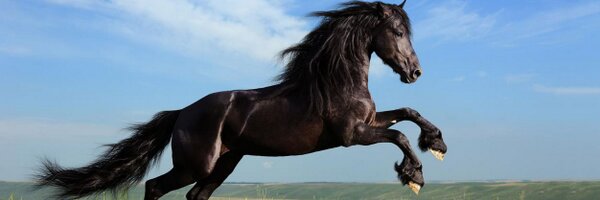 sylvitica Profile Banner