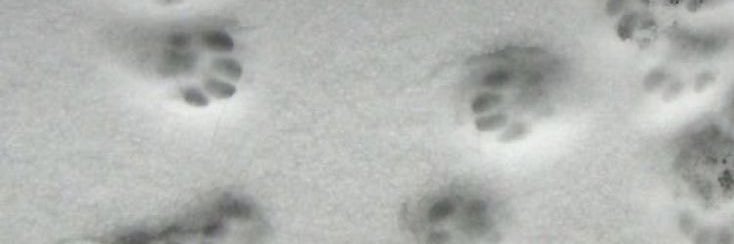 kekekcals's profile banner image