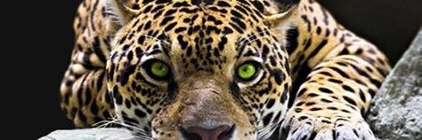sedrasmputu's profile banner image
