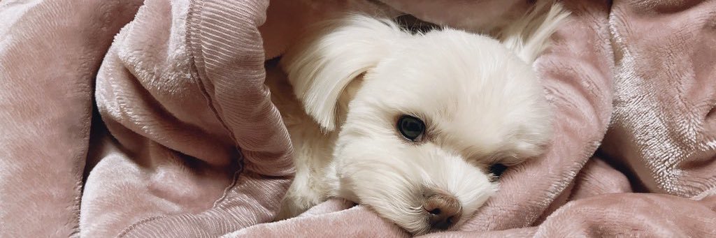 ᴛᴏᴍᴏ 🦈 ⸒⸒ banner