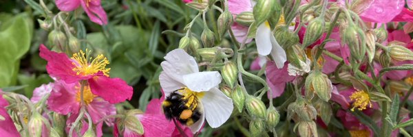 Sheffield Open Wildlife Gardens Profile Banner