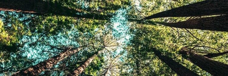 MelloViola's profile banner image