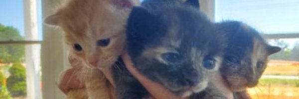 MustHaveCats Profile Banner