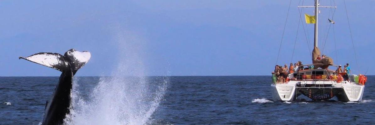AllyCat_Sailing's profile banner image