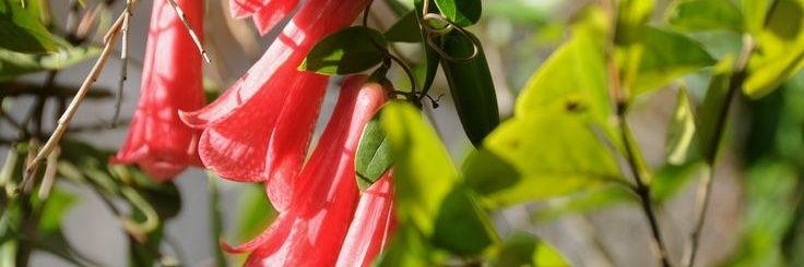 Limón 🍋🍋 banner