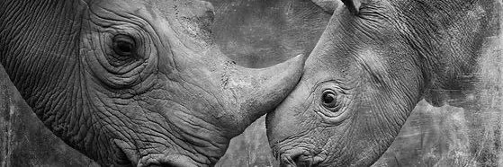 Christiane Buisson🐾🐱🌱🌹🌺 banner