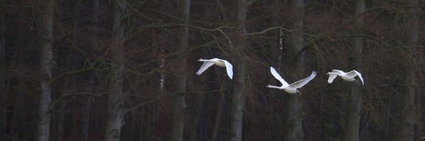 NehalHanyy Profile Banner