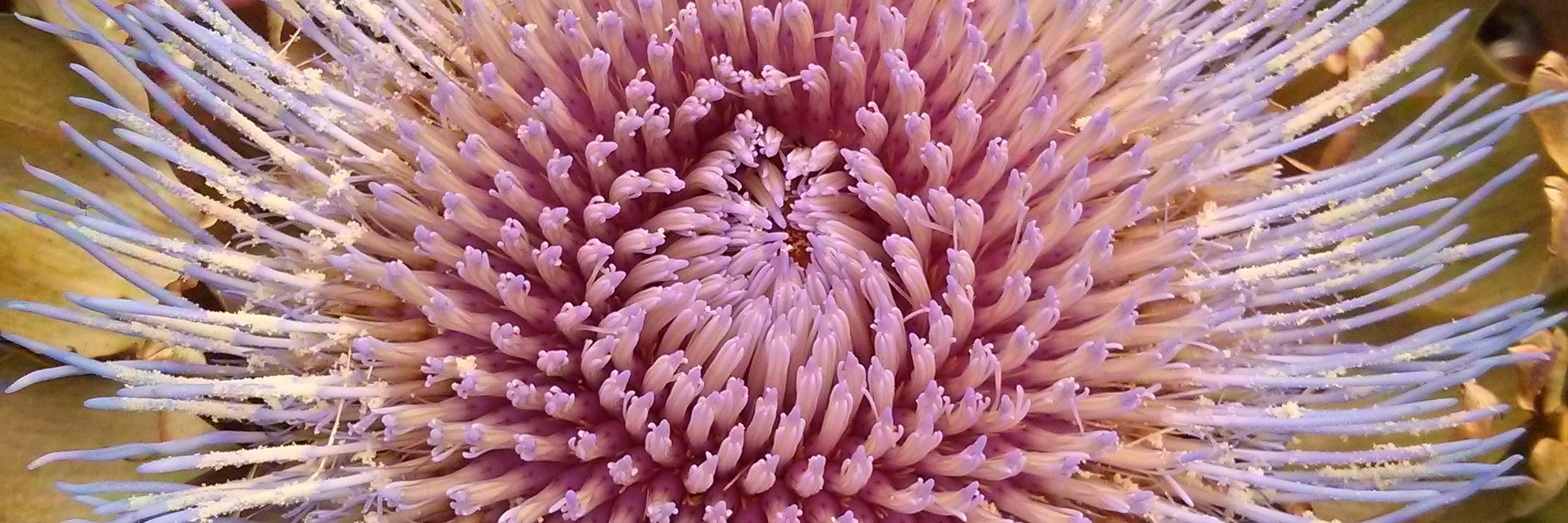 GardenScience's profile banner image