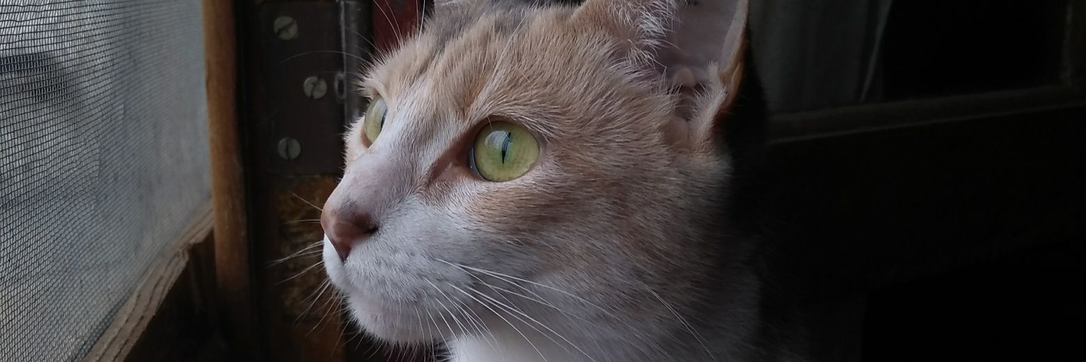 FlorGarnica12's profile banner image