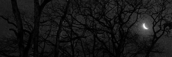 Sophia Trevelyan banner