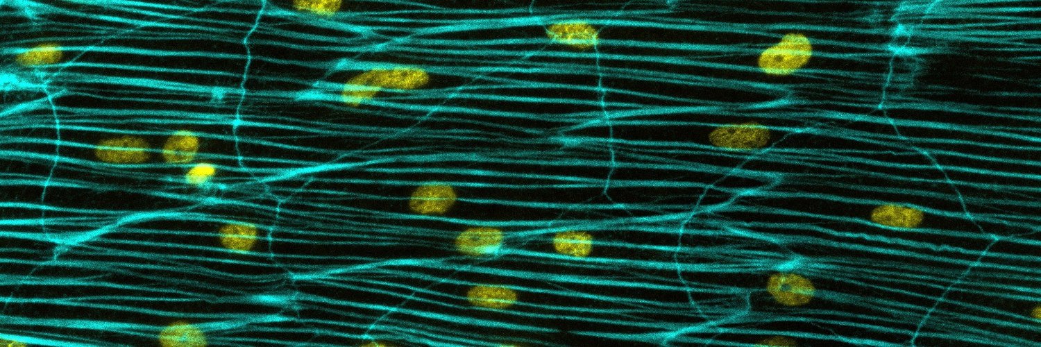 Cnidevo Lab's banner