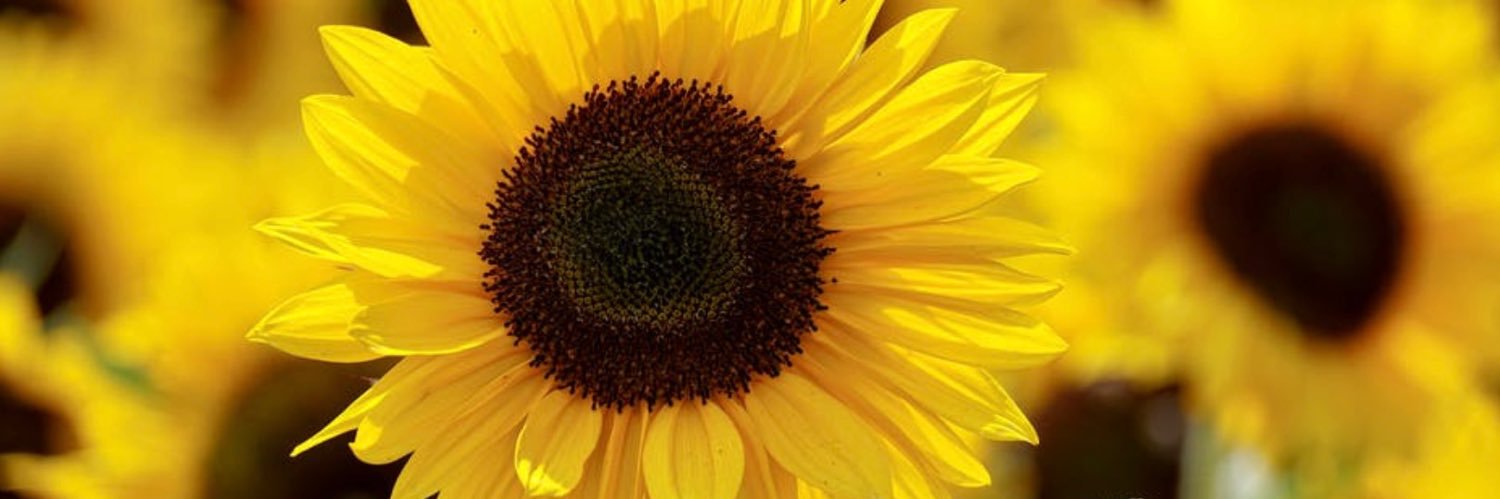 HawksRock10's profile banner image