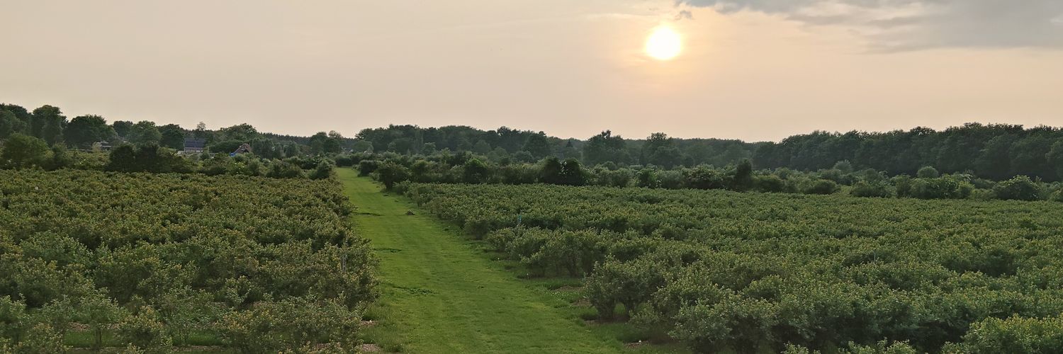 Albert Boersen banner