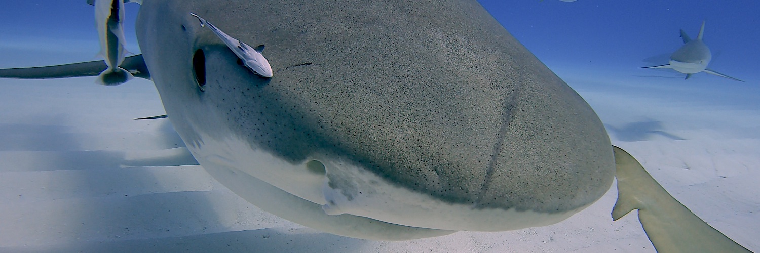 SpaceShark's profile banner image