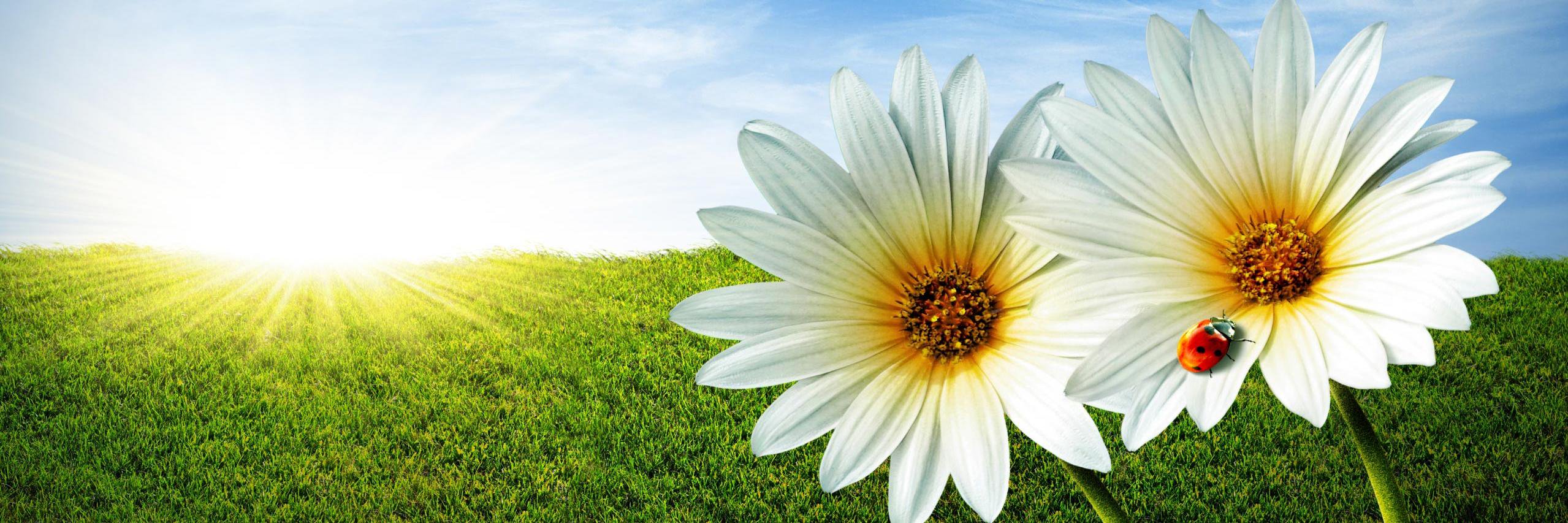 infogreenglobal's profile banner image